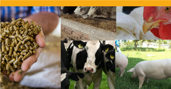 La industria de aceites, grasas y pastas proteínicas ante los efectos del COVID-19
